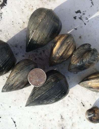 Rangia-Cuneata-Clams